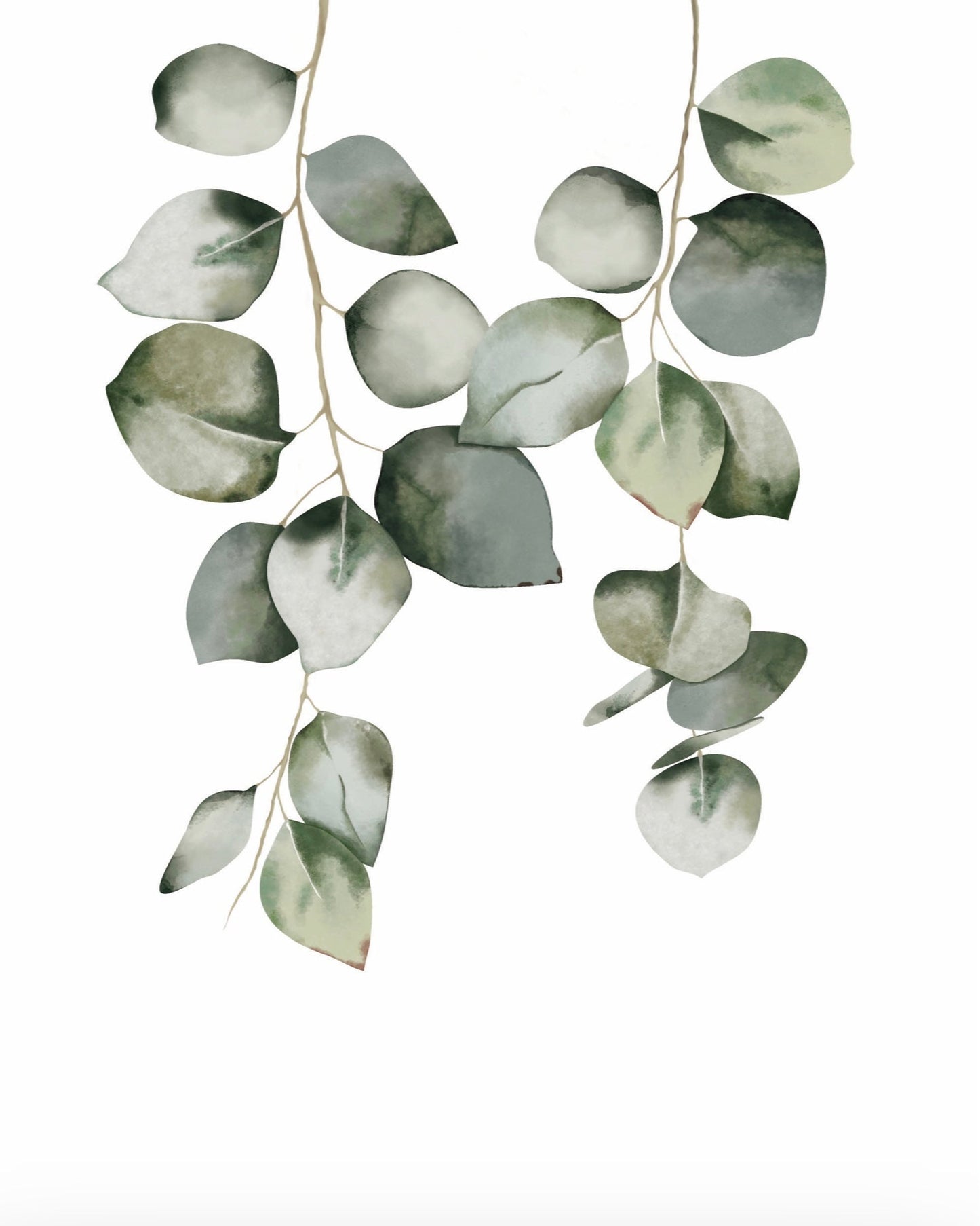 Eucalyptus Leaves