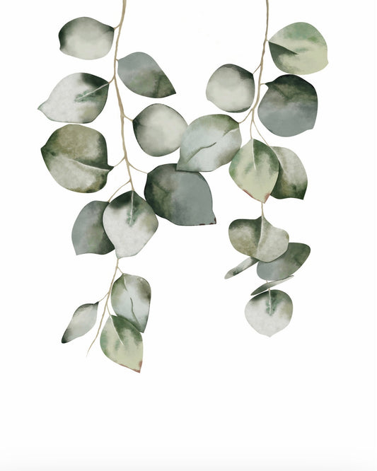 Eucalyptus Leaves