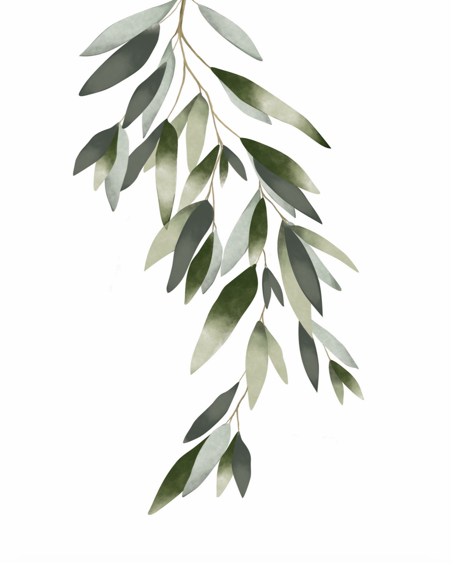 Olive Leaves